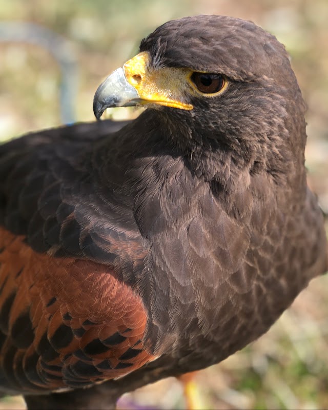 Granja Natura - Excursions per a escoles i famílies