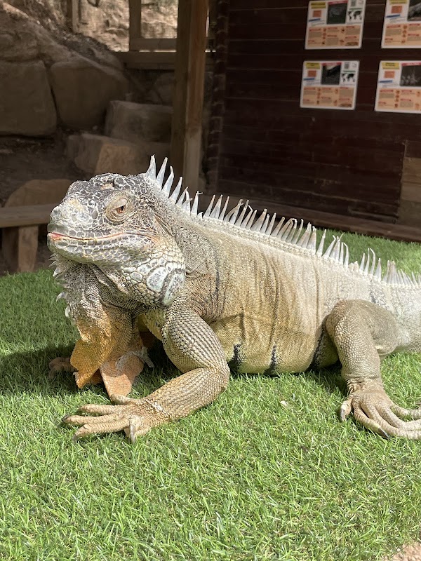 Interacció amb animals de granja